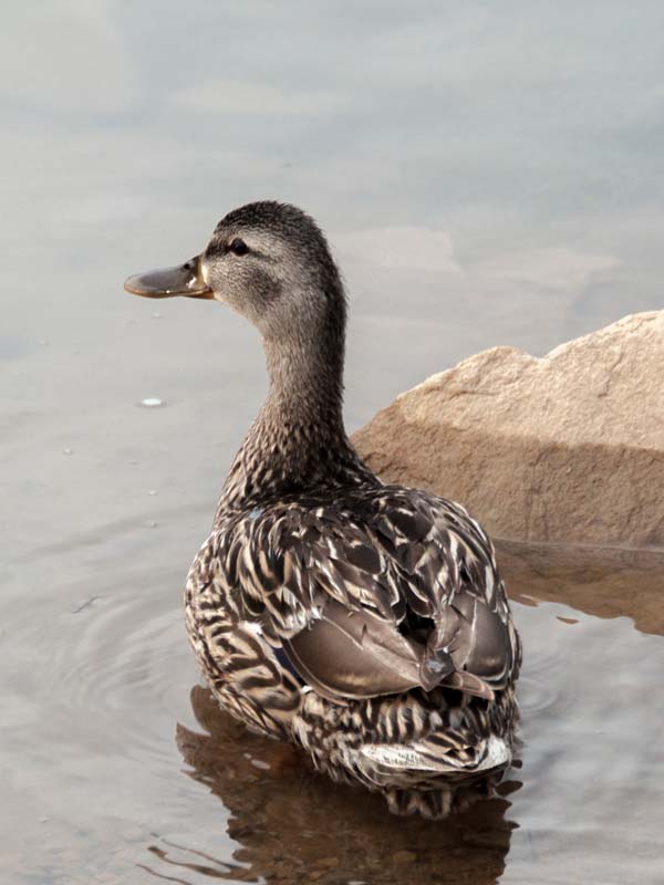MOUNTAIN-HIGH-RV-PARK---duck--600x800px-01 MOUNTAIN HIGH RV PARK - duck swimming on a lake